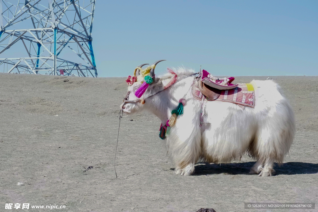 青海 牦牛