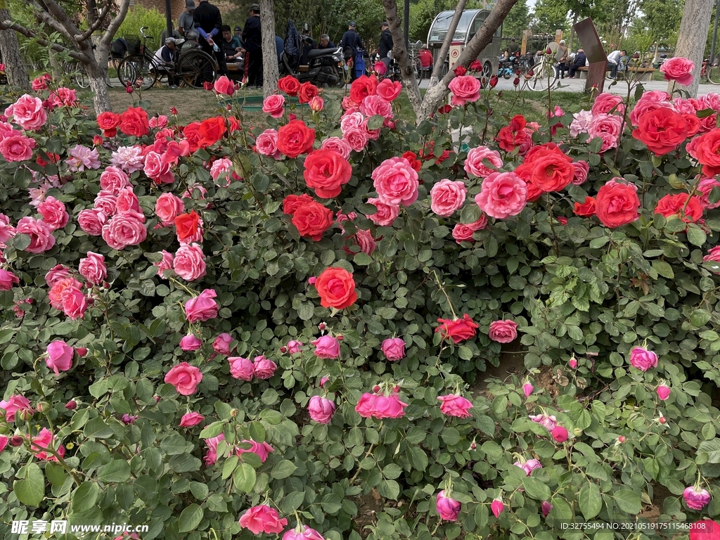 月季花