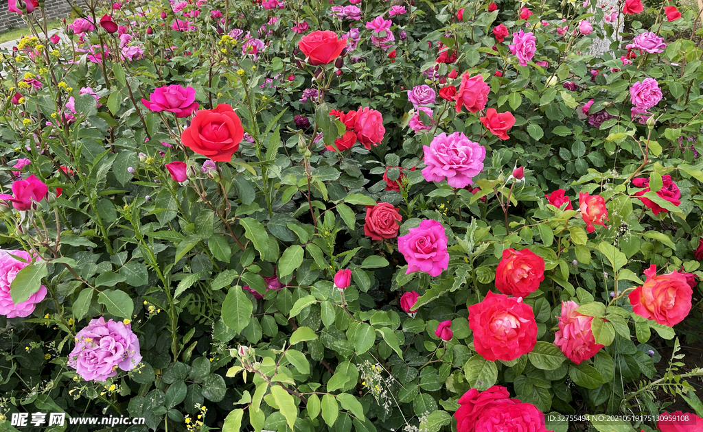 月季花