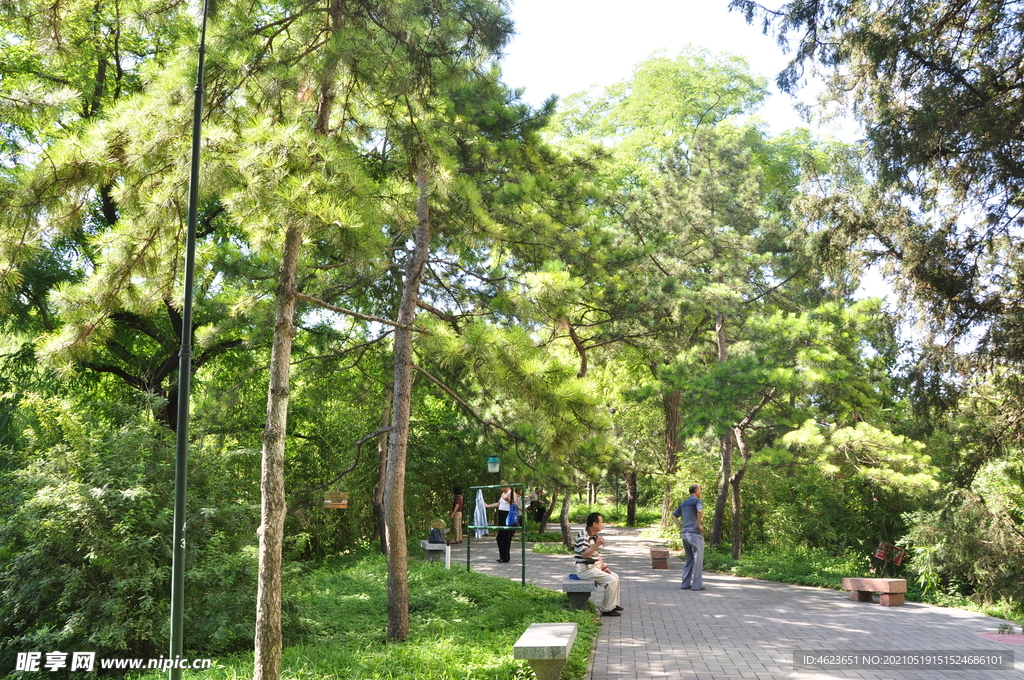 北京紫竹院公园油松林