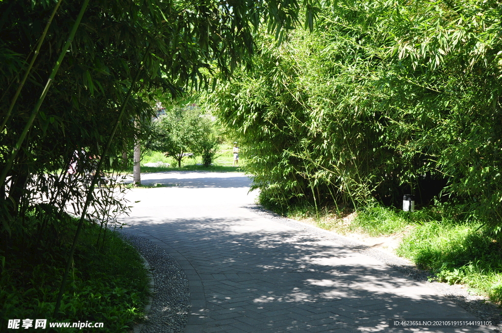 北京紫竹院公园的竹子