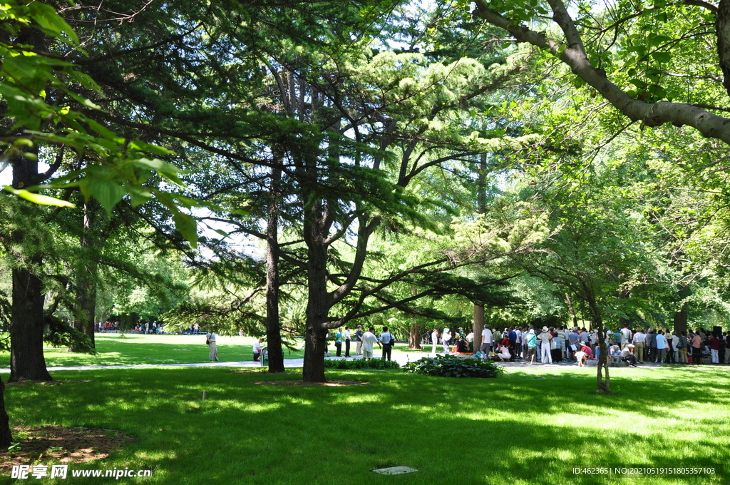 北京紫竹院公园林下草坪