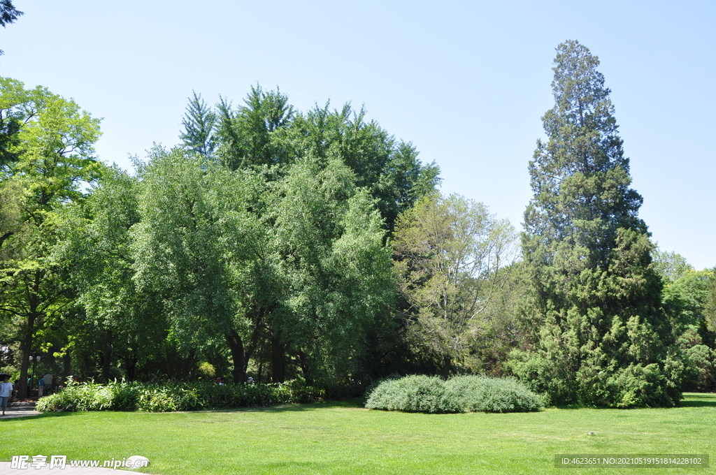 北京紫竹院公园大草坪