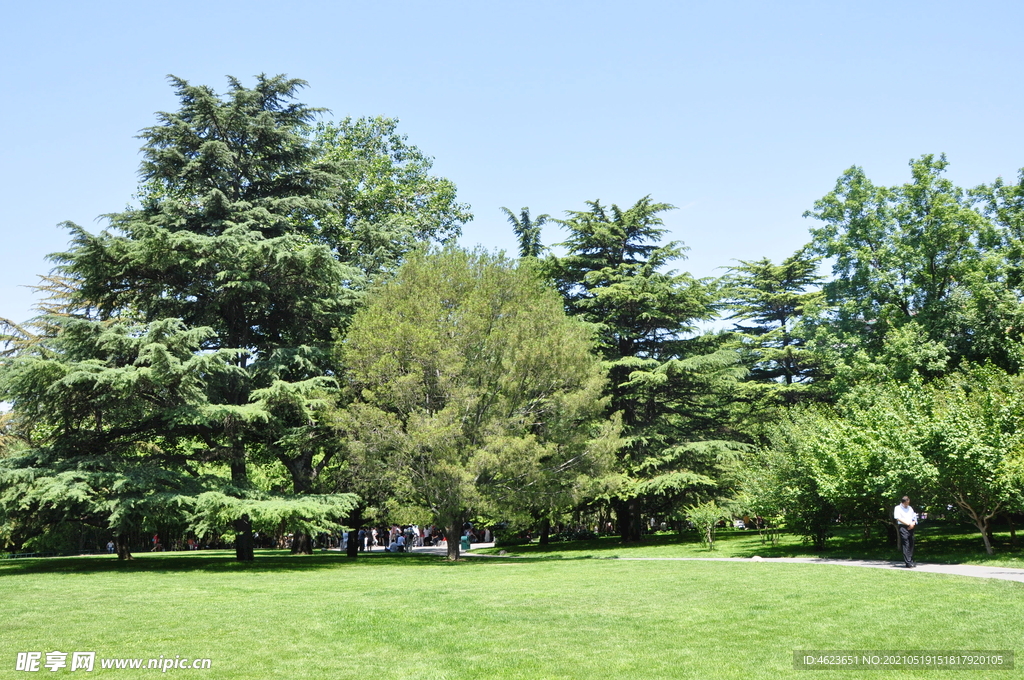 北京紫竹院公园雪松草坪