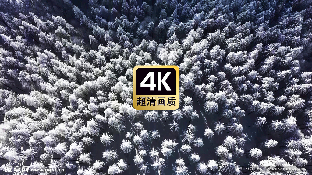 航拍风景冬季云雾下的树林