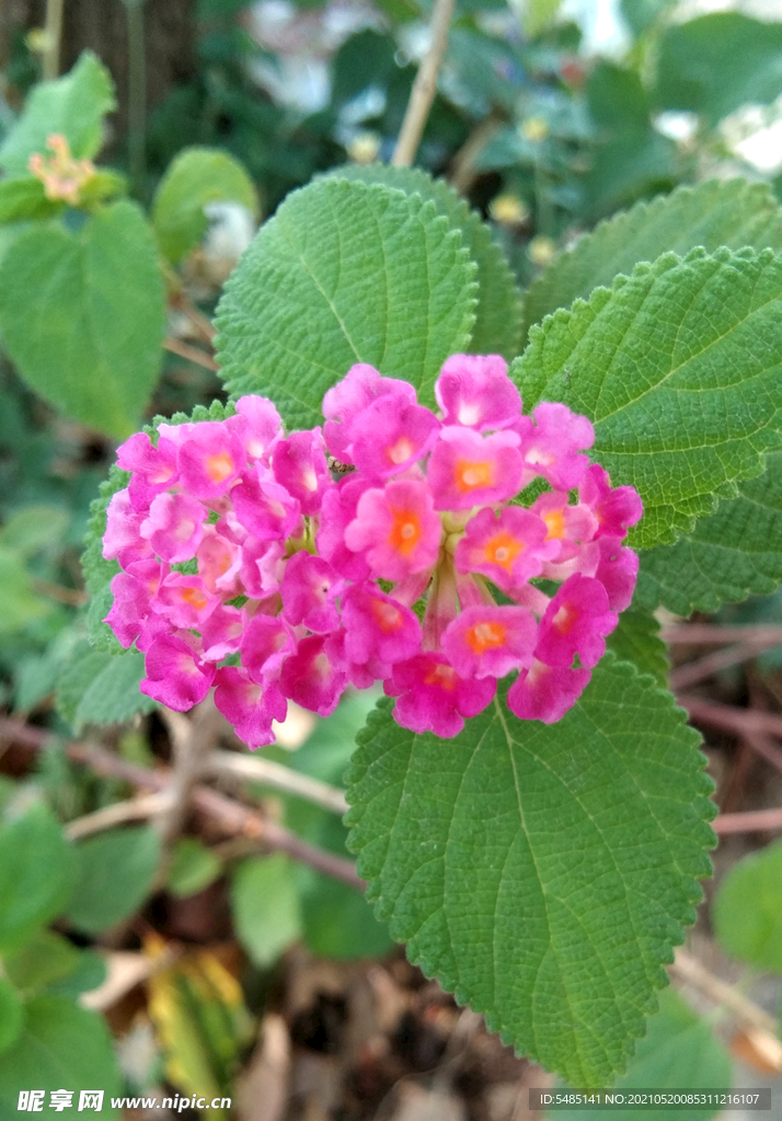 鲜艳的花儿