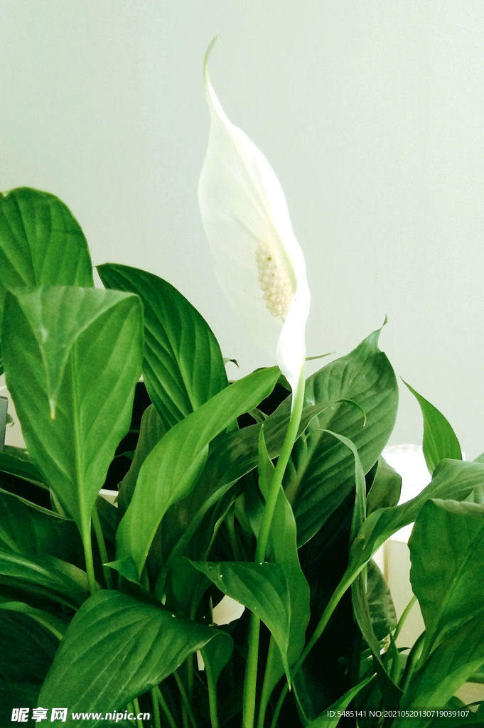 盆栽鲜花
