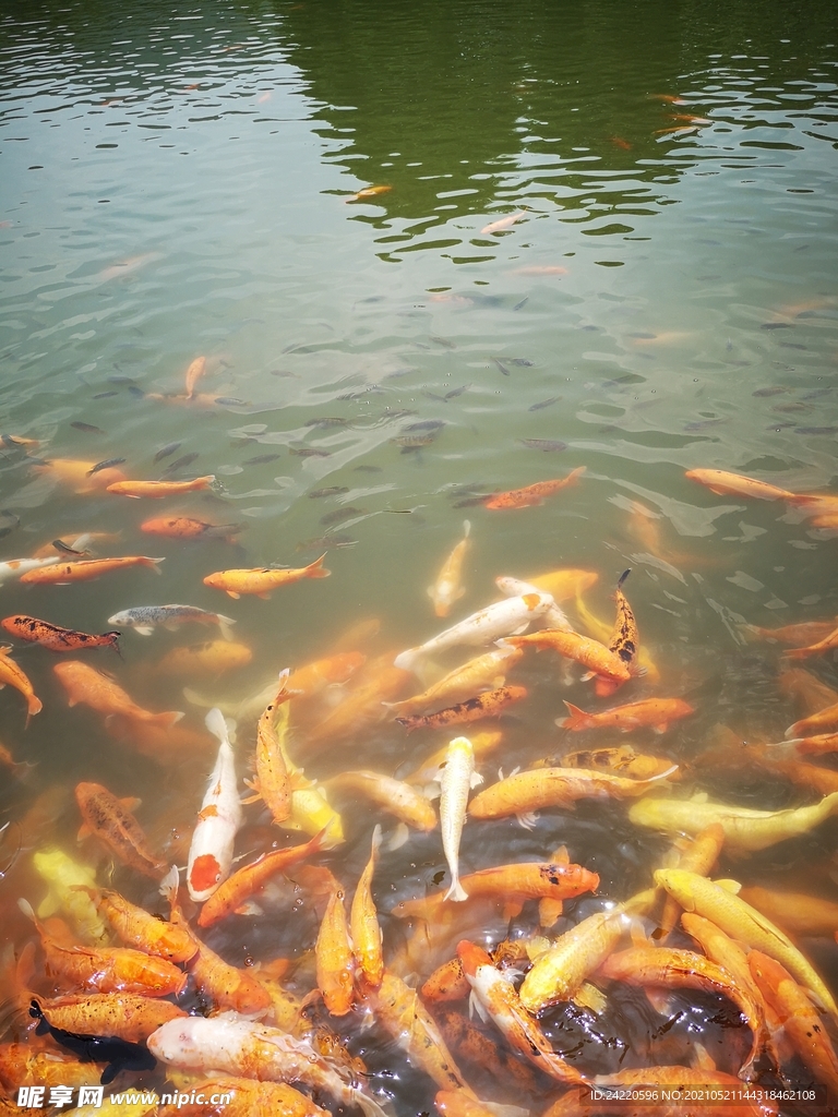 锦鲤