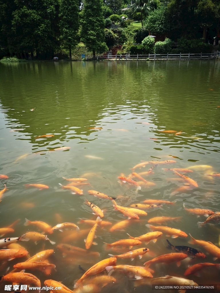 锦鲤