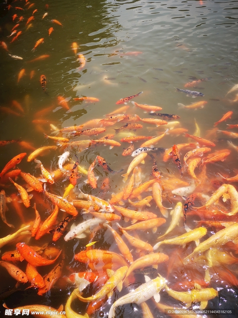 锦鲤
