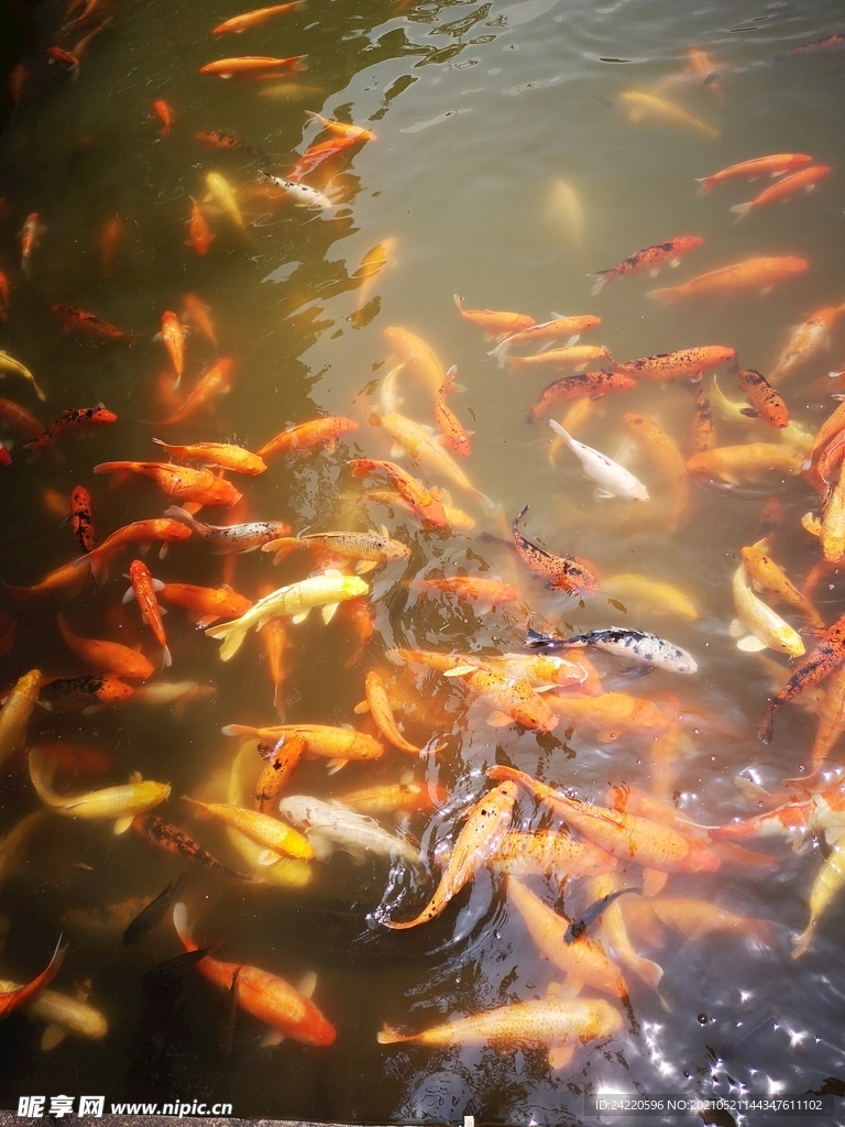 锦鲤