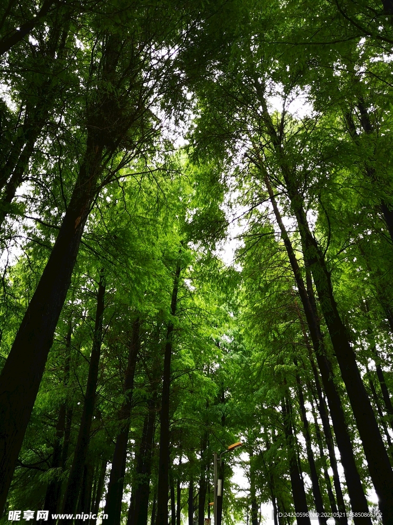 树林