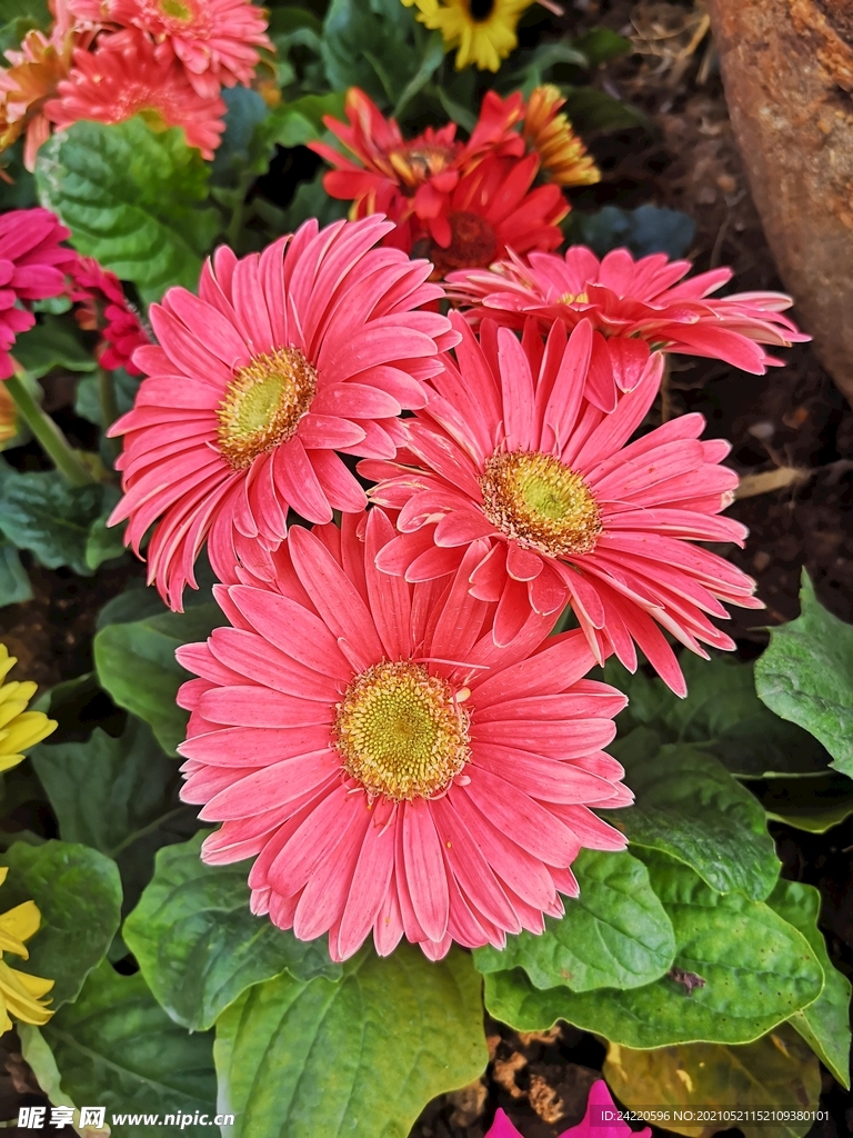 非洲菊