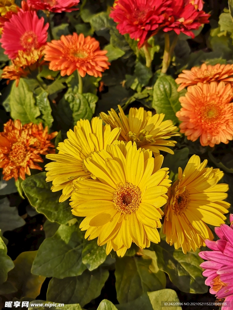 非洲菊