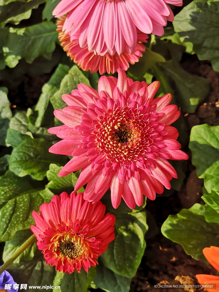 非洲菊