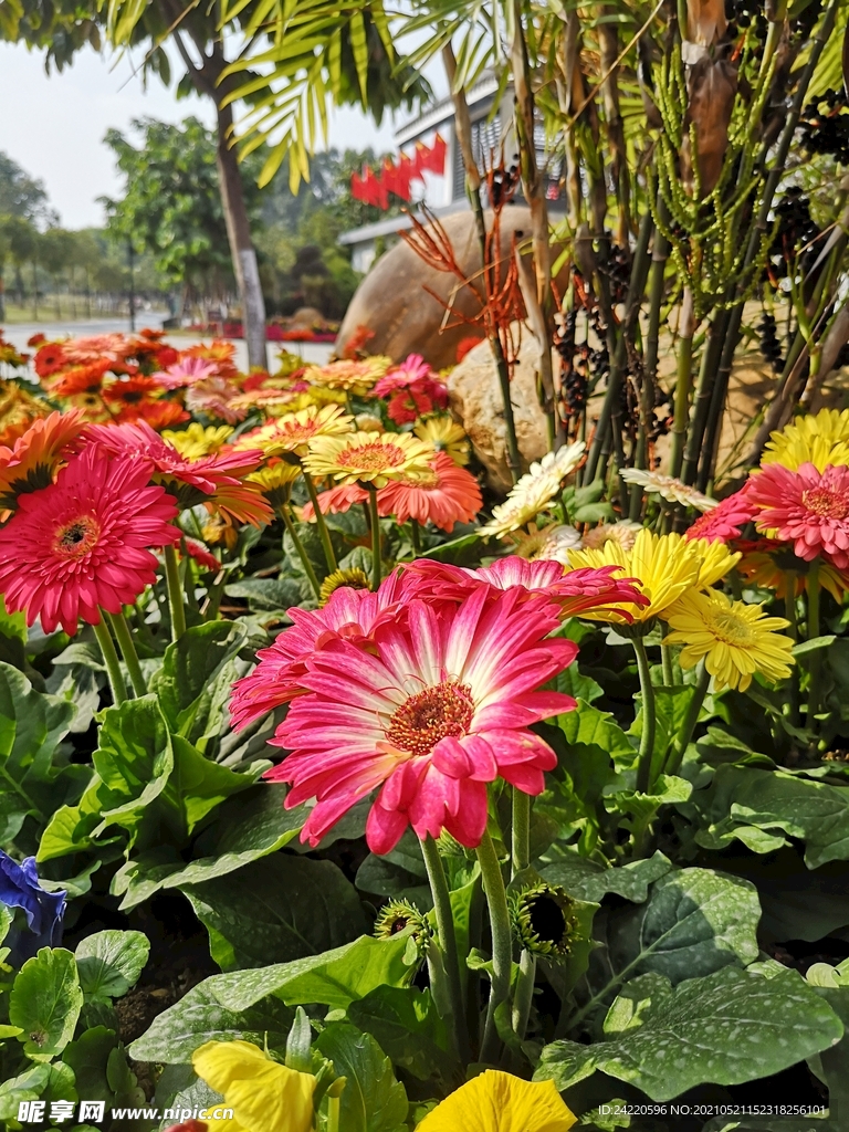 非洲菊