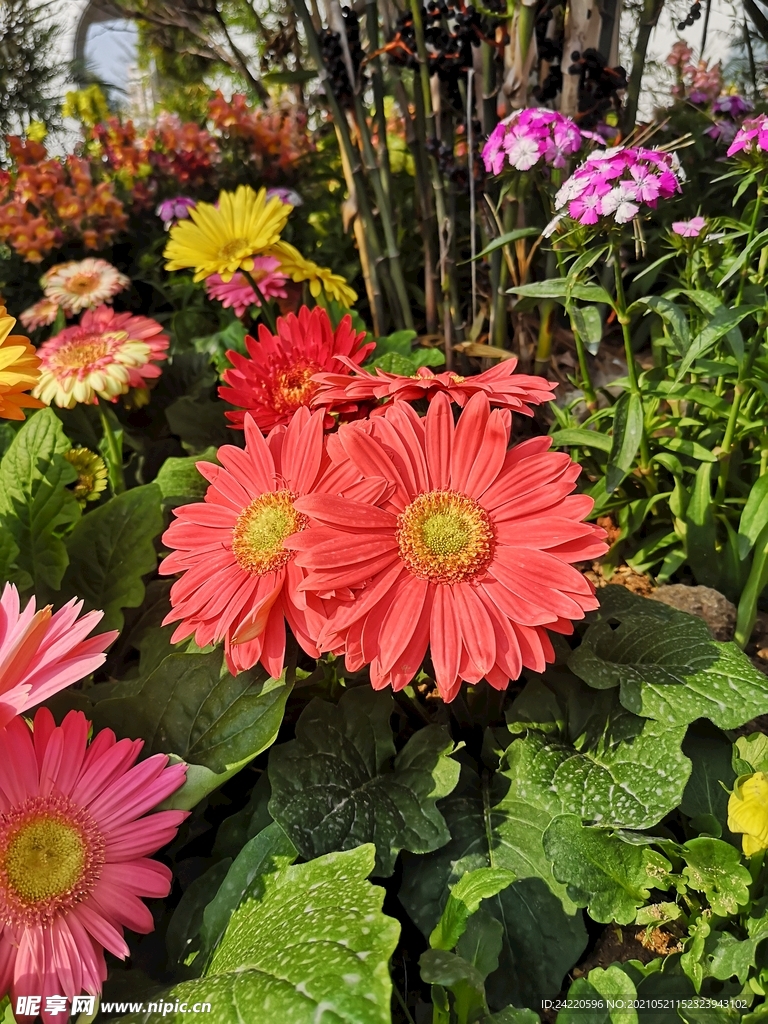 非洲菊