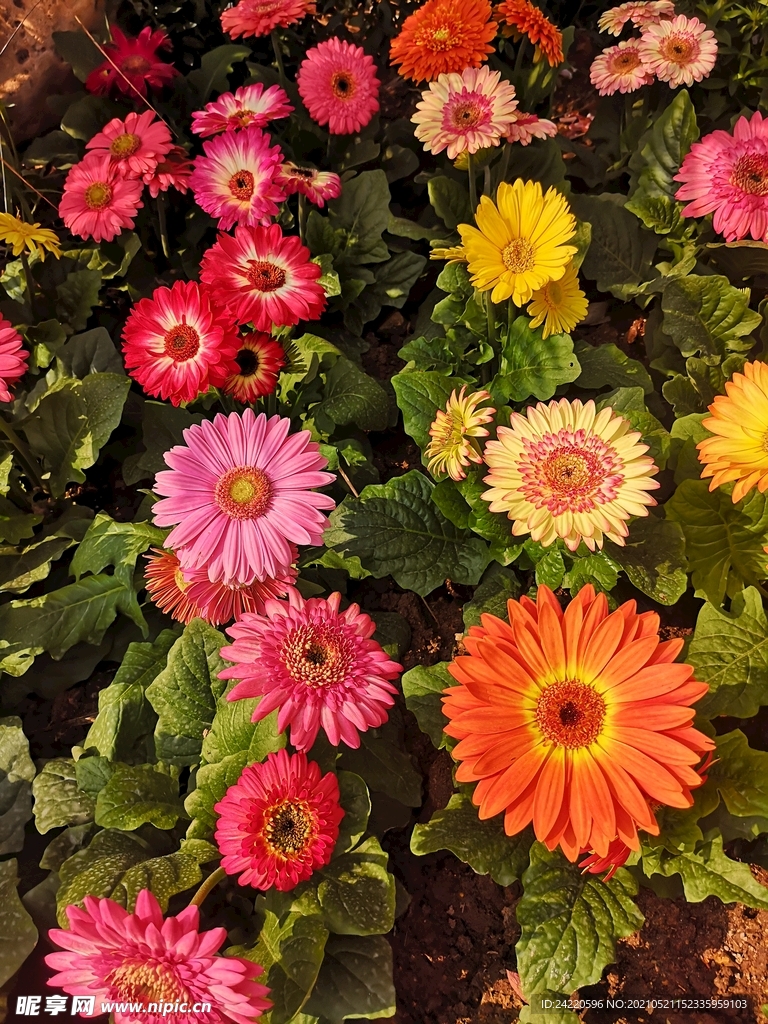 非洲菊
