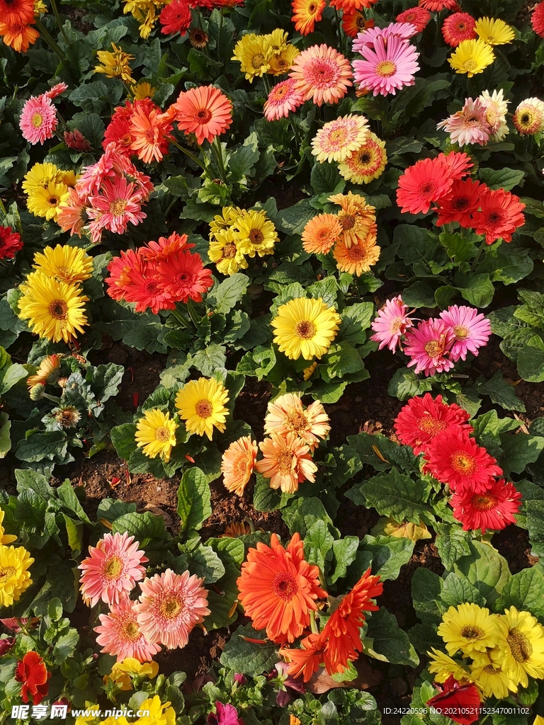 非洲菊