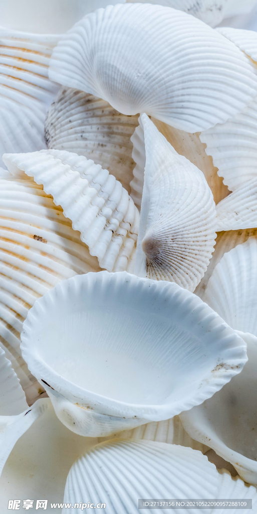 白色贝壳