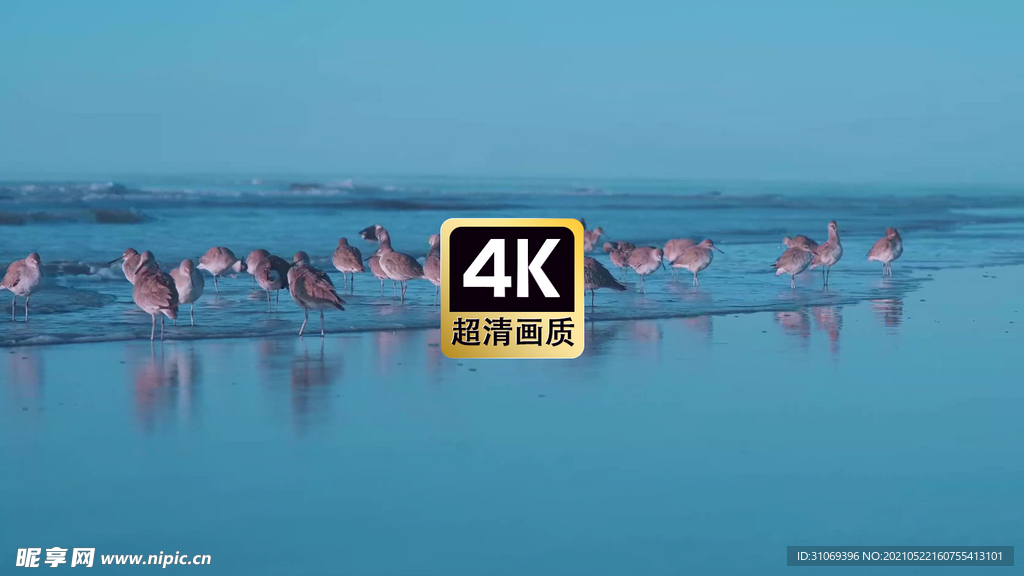 唯美海景沙滩上觅食的海鸥群