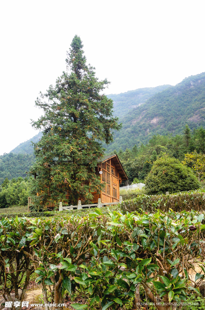 姑婆山方家茶园