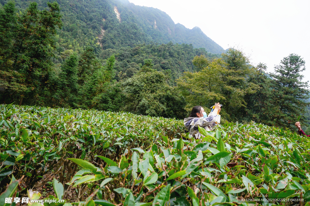 姑婆山方家茶园