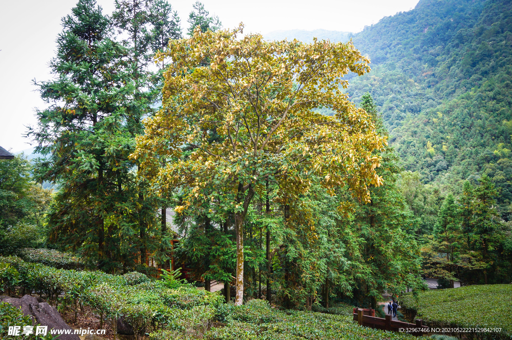 姑婆山方家茶园