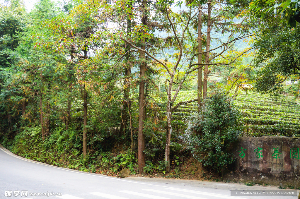 姑婆山方家茶园