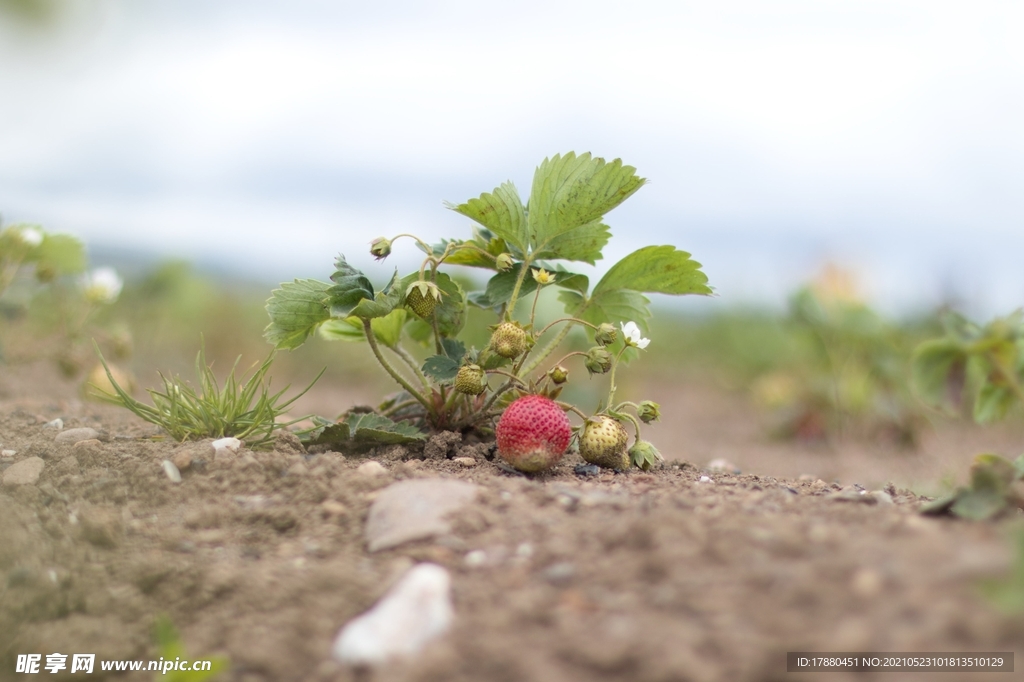 草莓