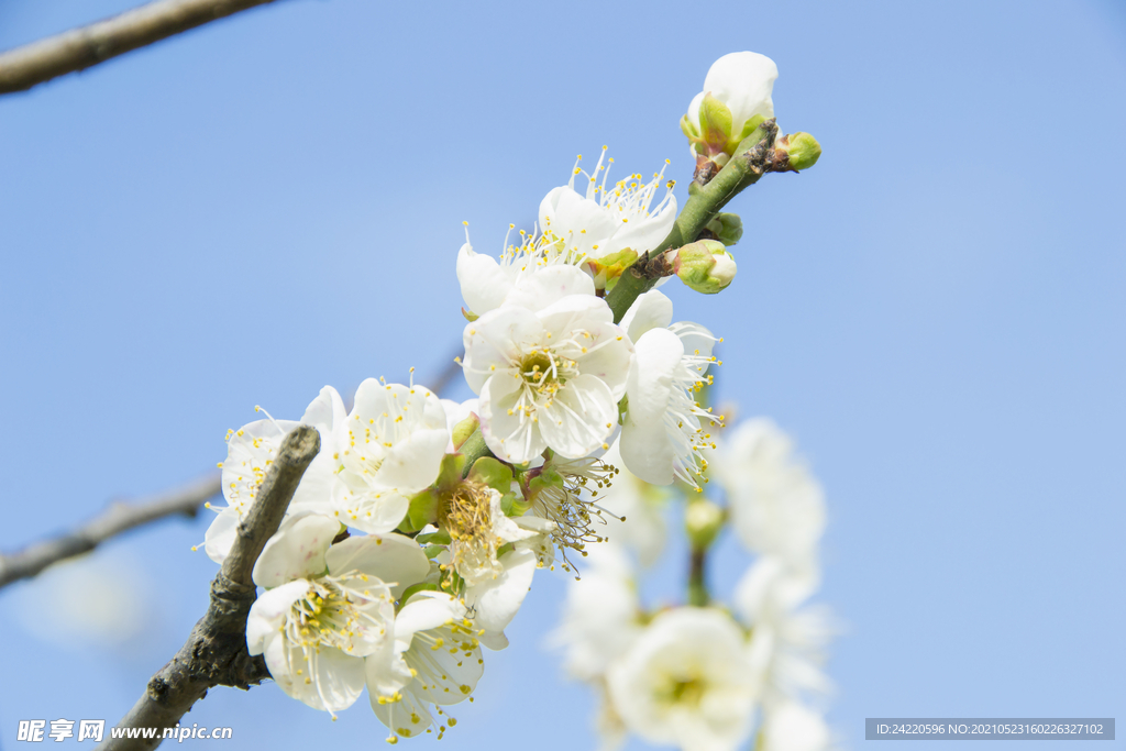 白梅花