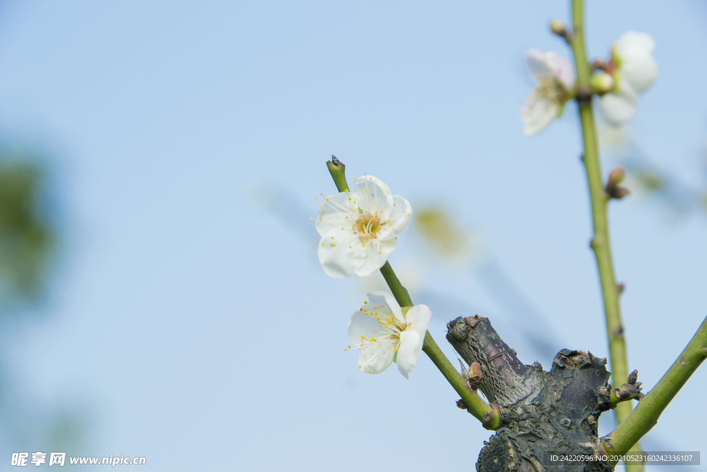 白梅花