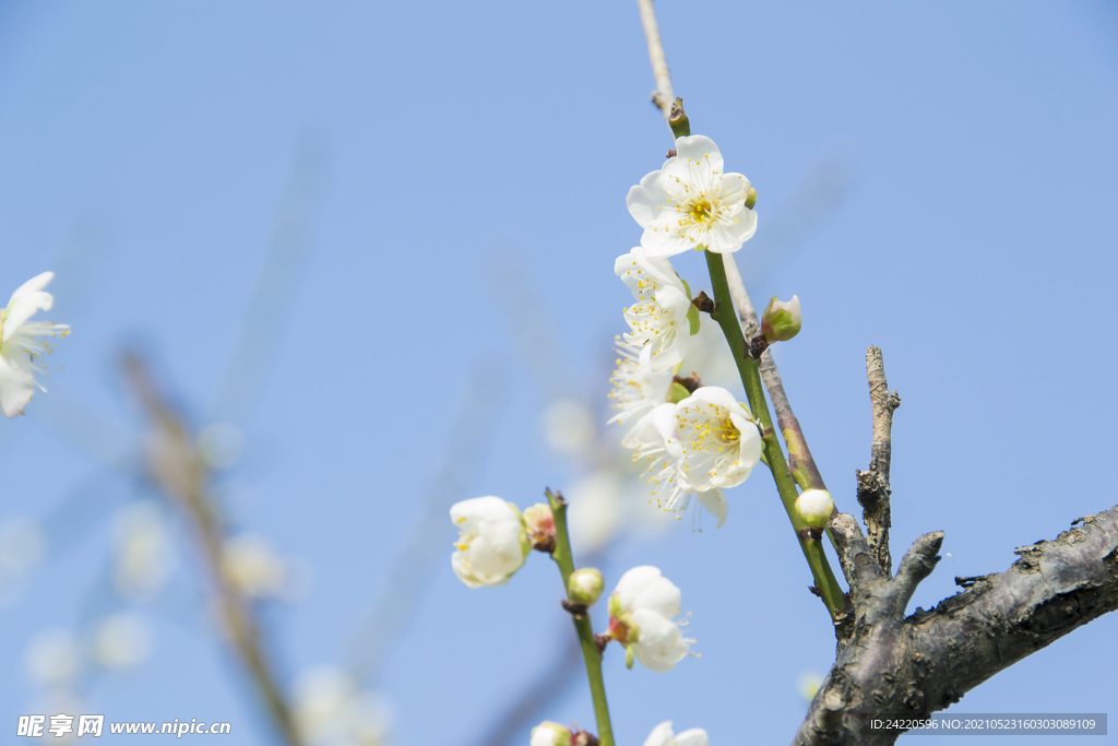 白梅花