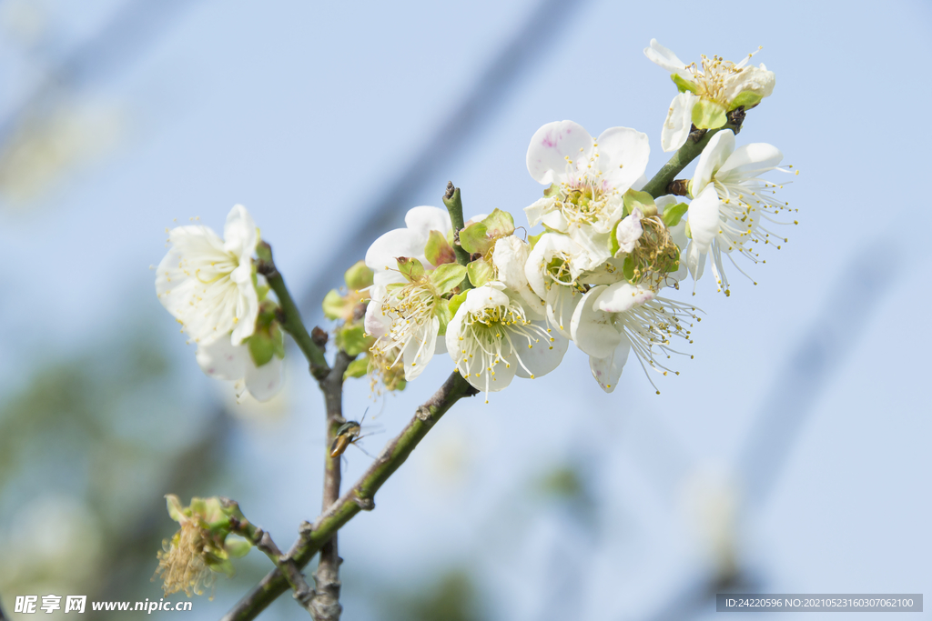 白梅花