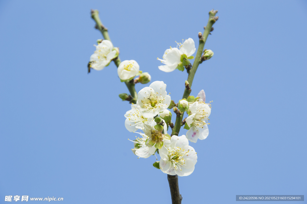 白梅花
