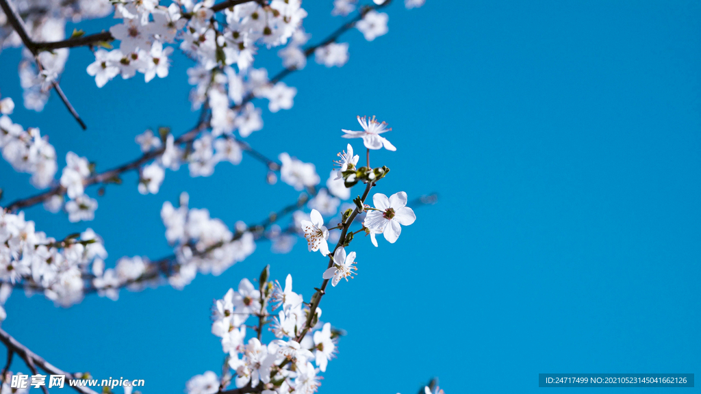 梅花