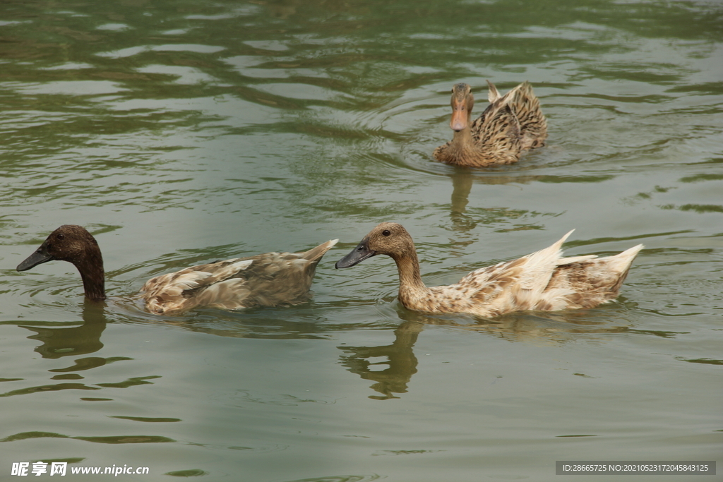 鸭子游泳