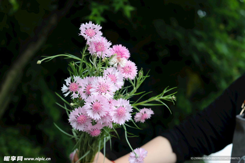 粉色矢车菊