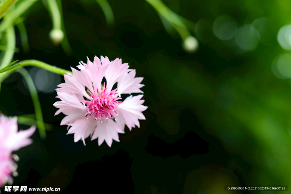 粉色矢车菊