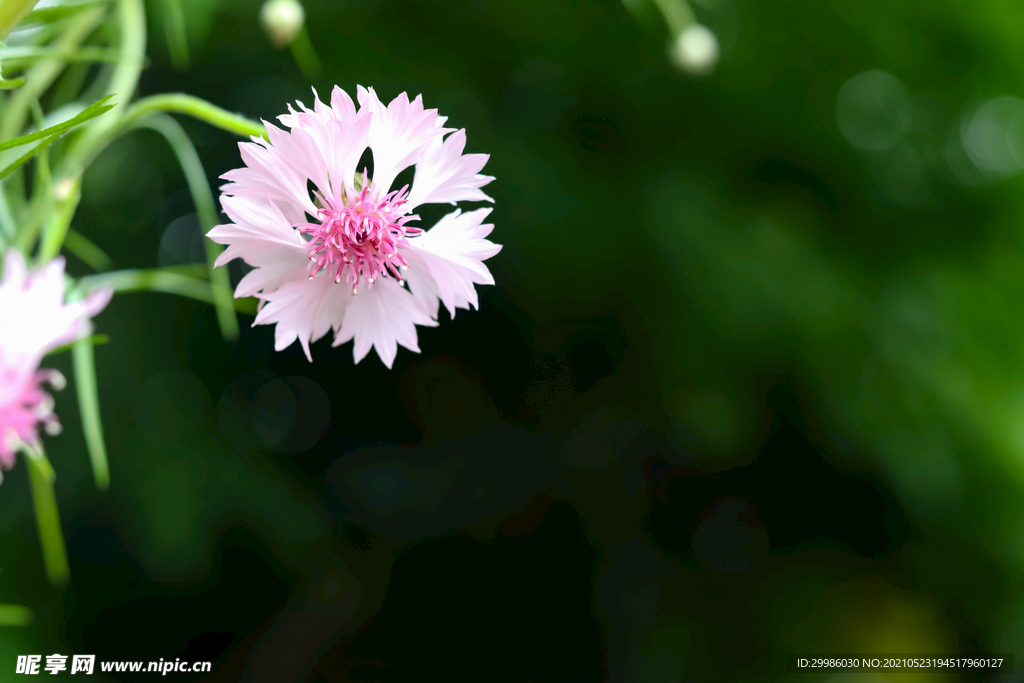 粉色矢车菊