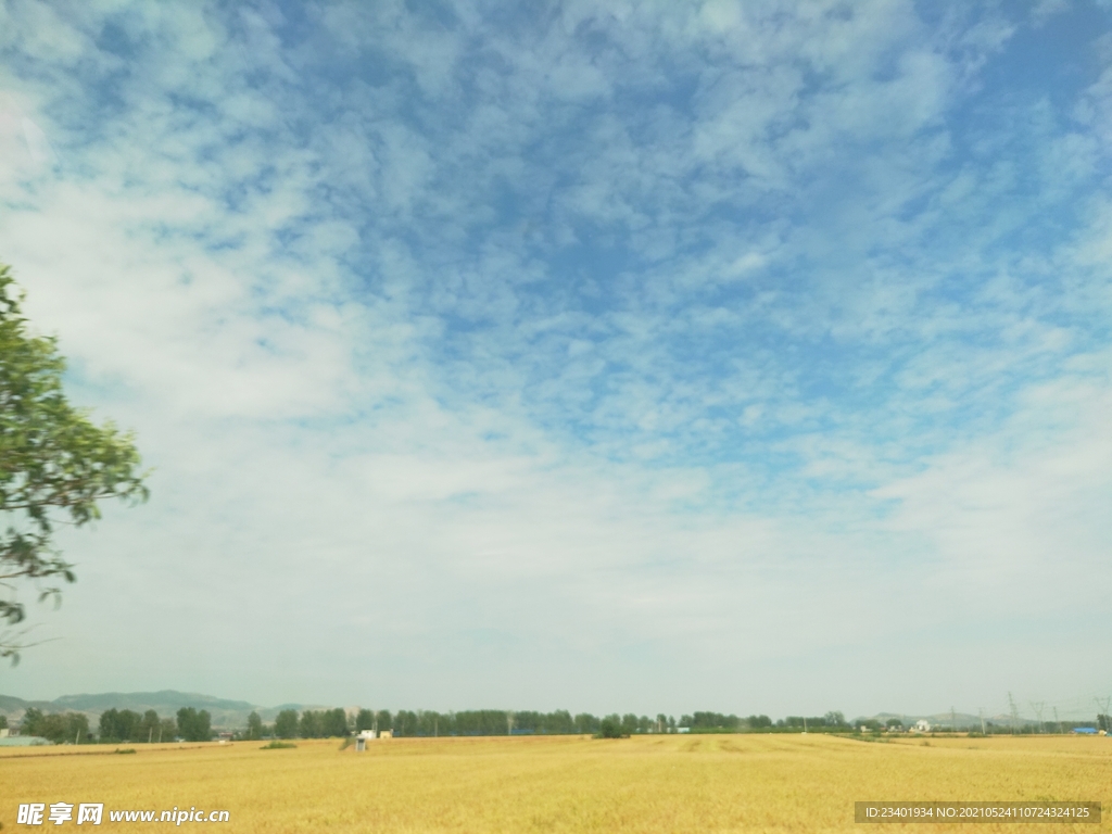夏日晴空金色麦田乡村生活