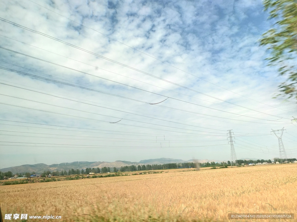 夏日晴空金色麦田电线杆高压线