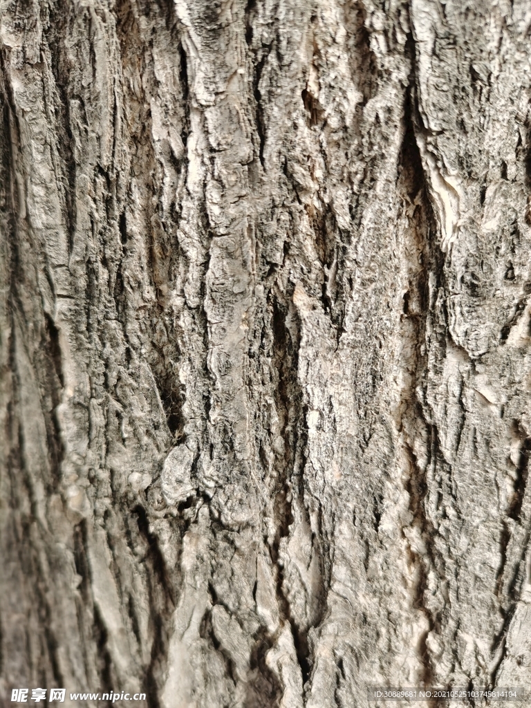 树干纹理