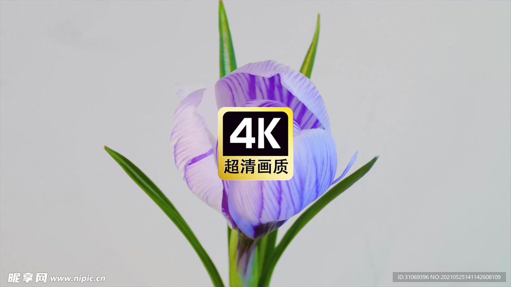 延时蓝色花朵绽放瞬间