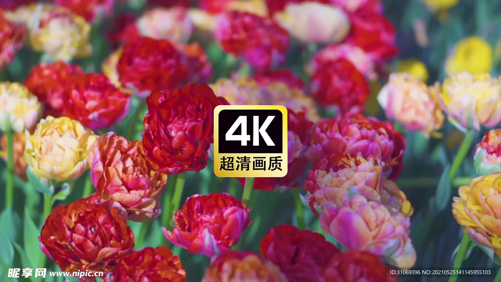 近焦拍摄郁金香花丛