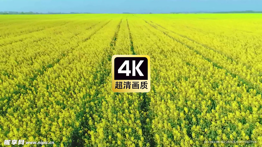 航拍广阔无垠的油菜花田地