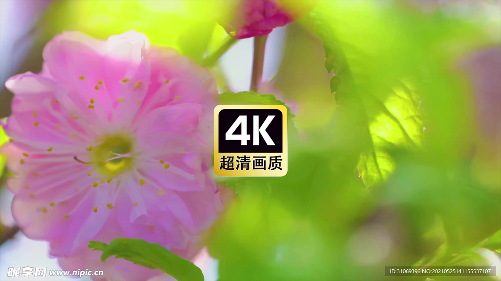 午后的樱花树上的花朵