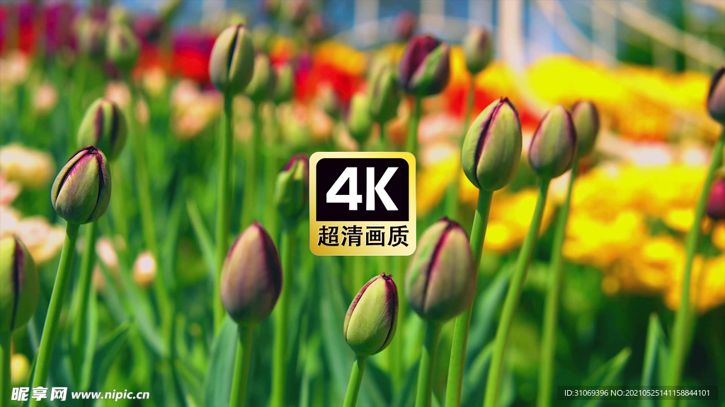 近焦郁金香花骨朵