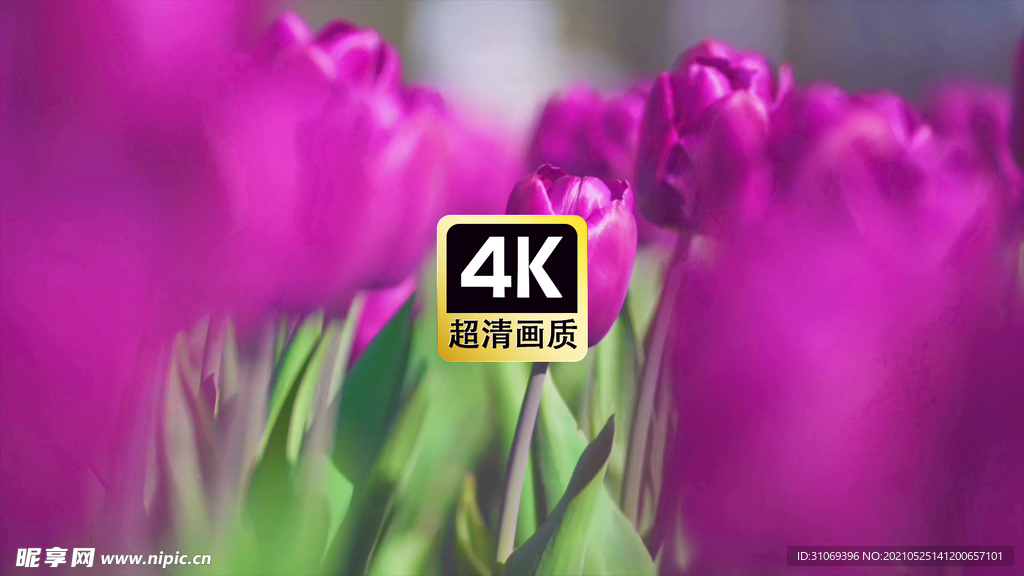 近焦郁紫色金香花丛