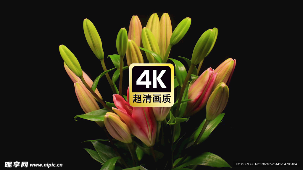 朱顶红花朵夜间绽放过程特写